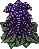 AmethystPlant
