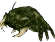 Ankheg