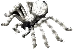 Arctic Arachnid