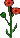 Begonia2