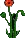Begonia4