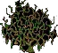Brambles