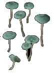 clusterhemlock