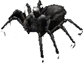Drider Scourge