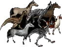 drover
