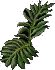 Fern2