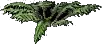 Fern4
