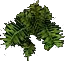 Fern5