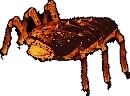 Fire Crawler