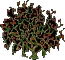 FloweringBrambles