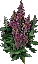 Foxglove2