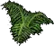 Frond