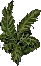 Frond3
