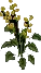 GiantButtercup2
