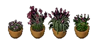 kingsfaireshimmernightfallplants