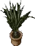 largepottegrass