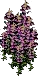 largesnapdragon