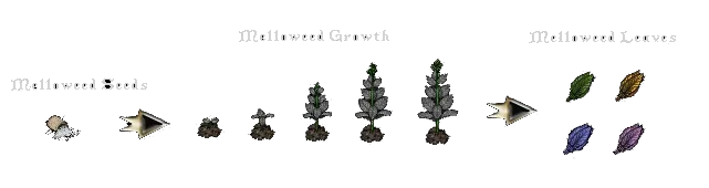 melloweedgrowing1