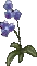 MorningGlory