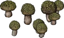 mushroom dragonsegg