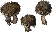 mushroom lunarbristlecap