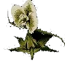 Noxweed