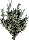 Oliveleaf
