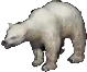 polarbear