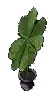 pottedfourleafclover