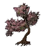 springbloomtree