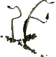 Stranglevines