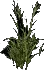 Wheatgrass