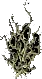 Winterthorn