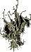 Winterthorn2