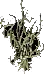 Winterthorn5